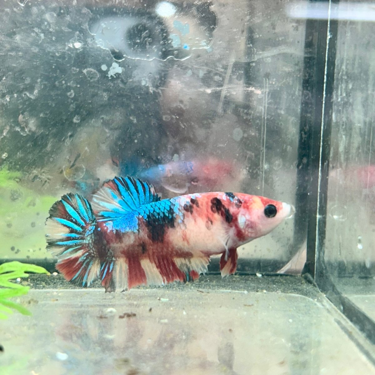 Betta Female Plakat Multicolor Koi 168
