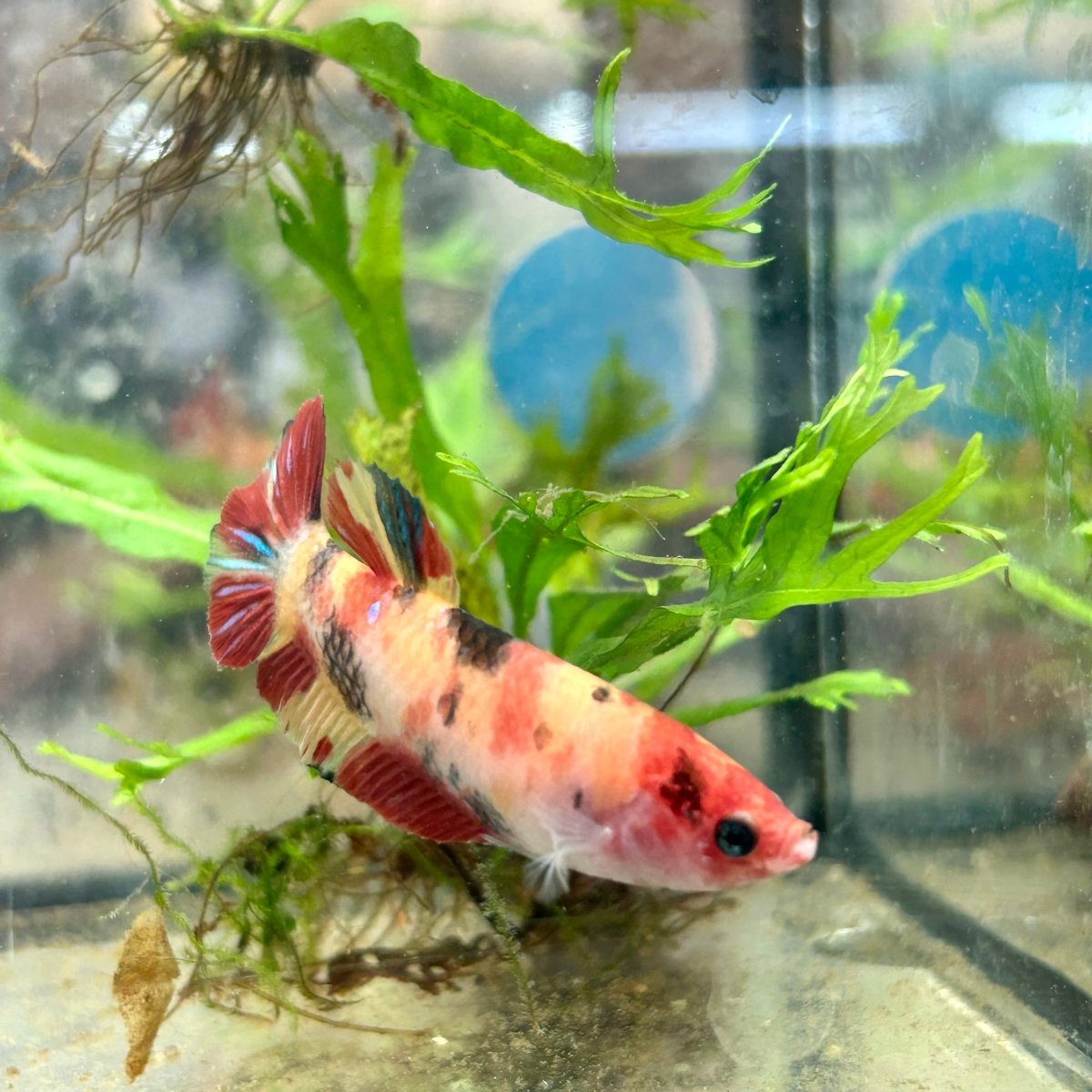 Betta Female Plakat Multicolor Nemo 143