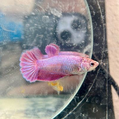 Betta Female Plakat Purple Pink 058