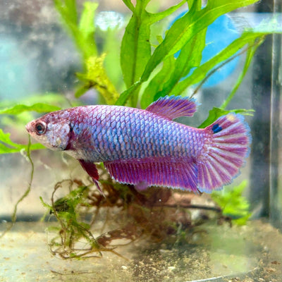 Betta Female Plakat Purple Pink 092