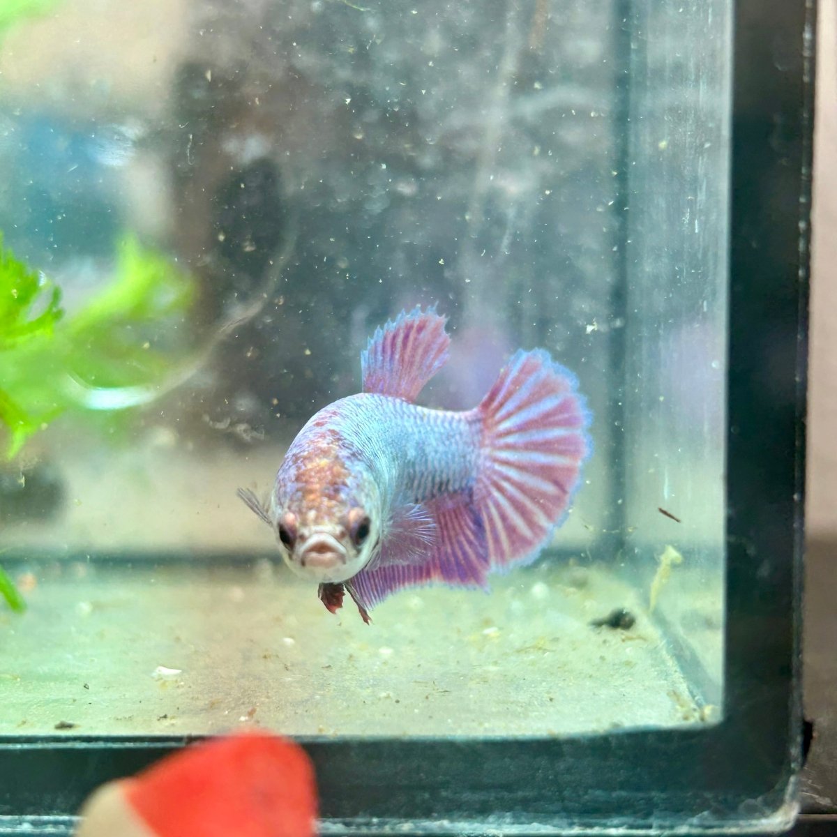Betta Female Plakat Purple Pink 199