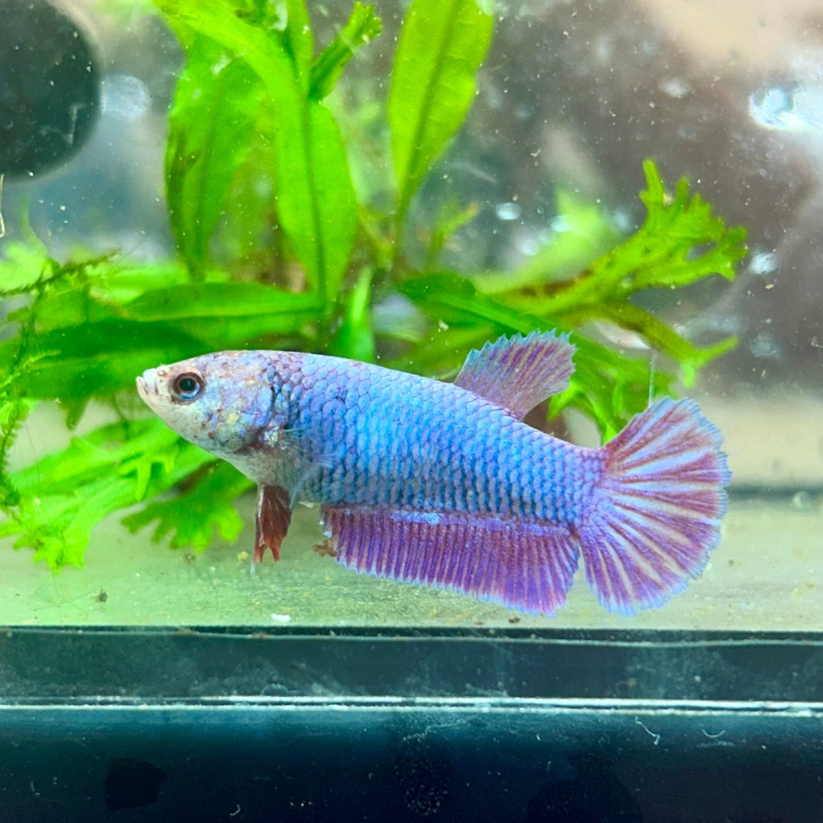 Betta Female Plakat Purple Pink 199