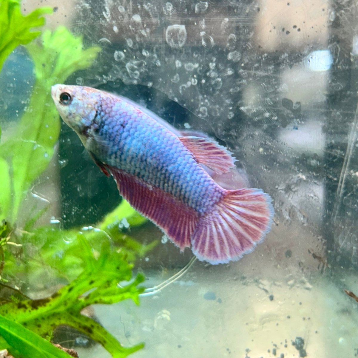 Betta Female Plakat Purple Pink 199
