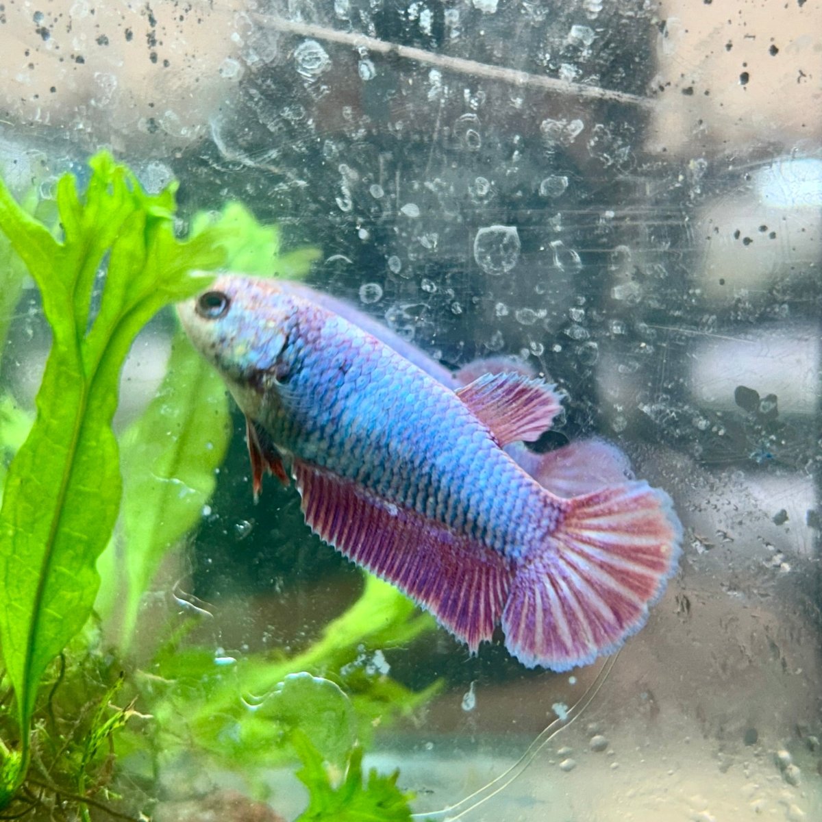 Betta Female Plakat Purple Pink 199