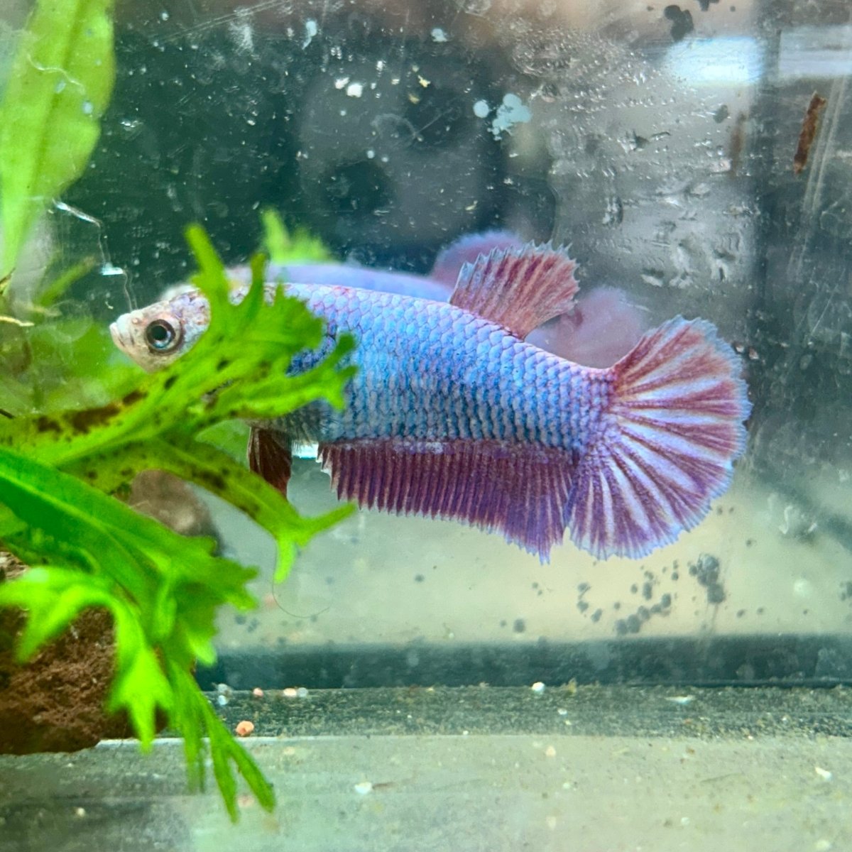 Betta Female Plakat Purple Pink 199