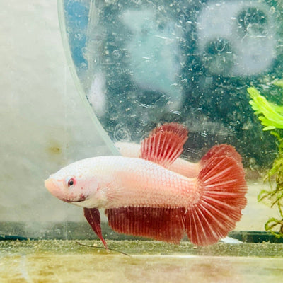 Betta Female Plakat Red Dragon 167