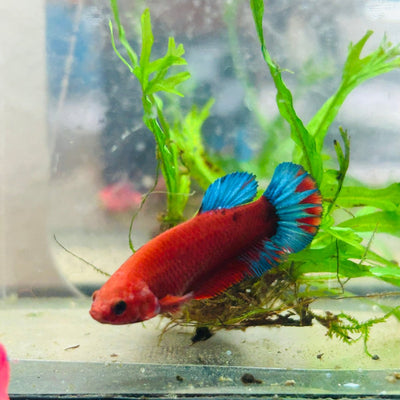 Betta Female Plakat Red Fancy 194