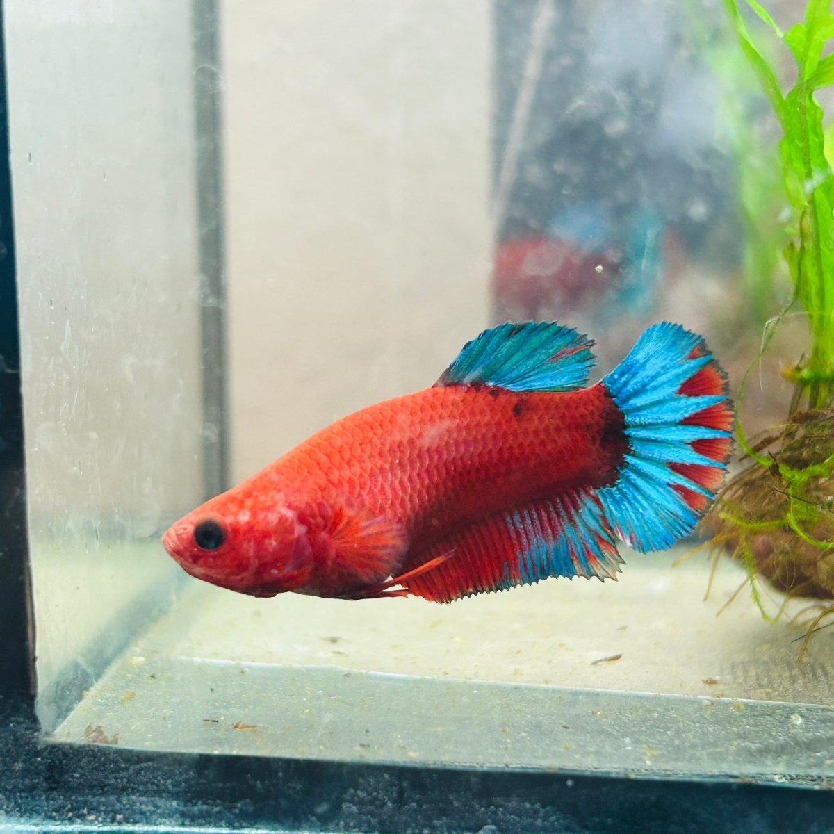 Betta Female Plakat Red Fancy 194