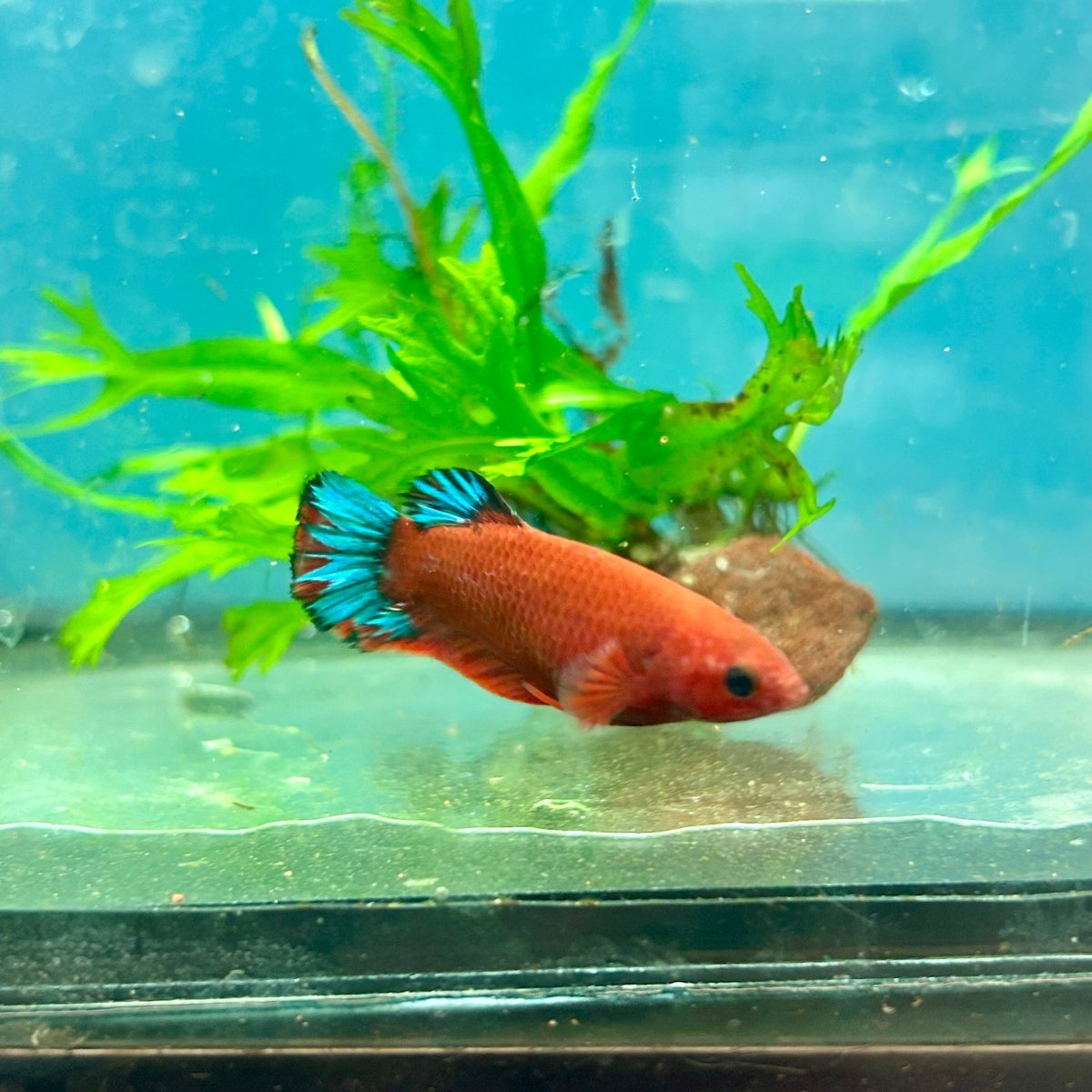 Betta Female Plakat Red Fancy Blue Tail 103
