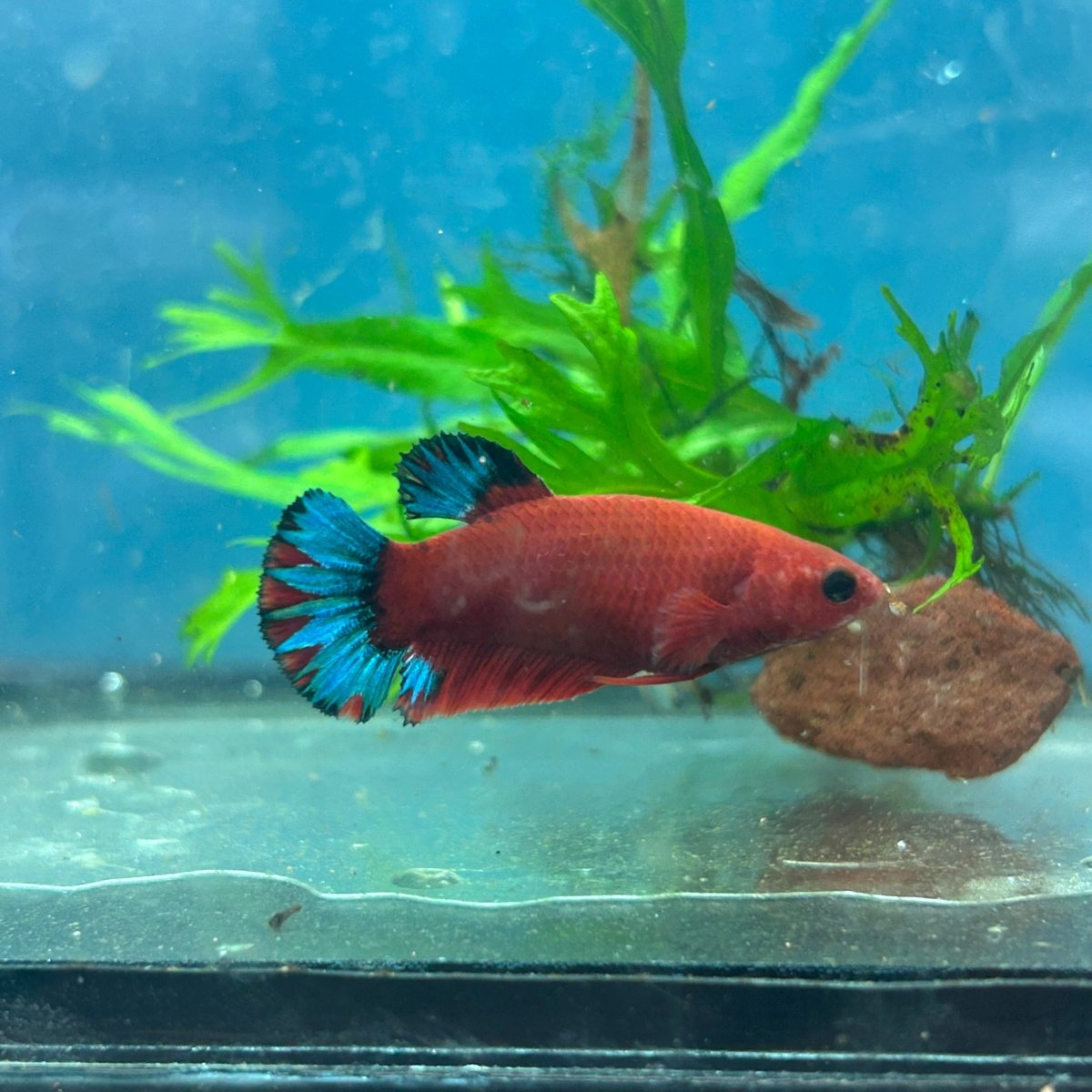 Betta Female Plakat Red Fancy Blue Tail 103