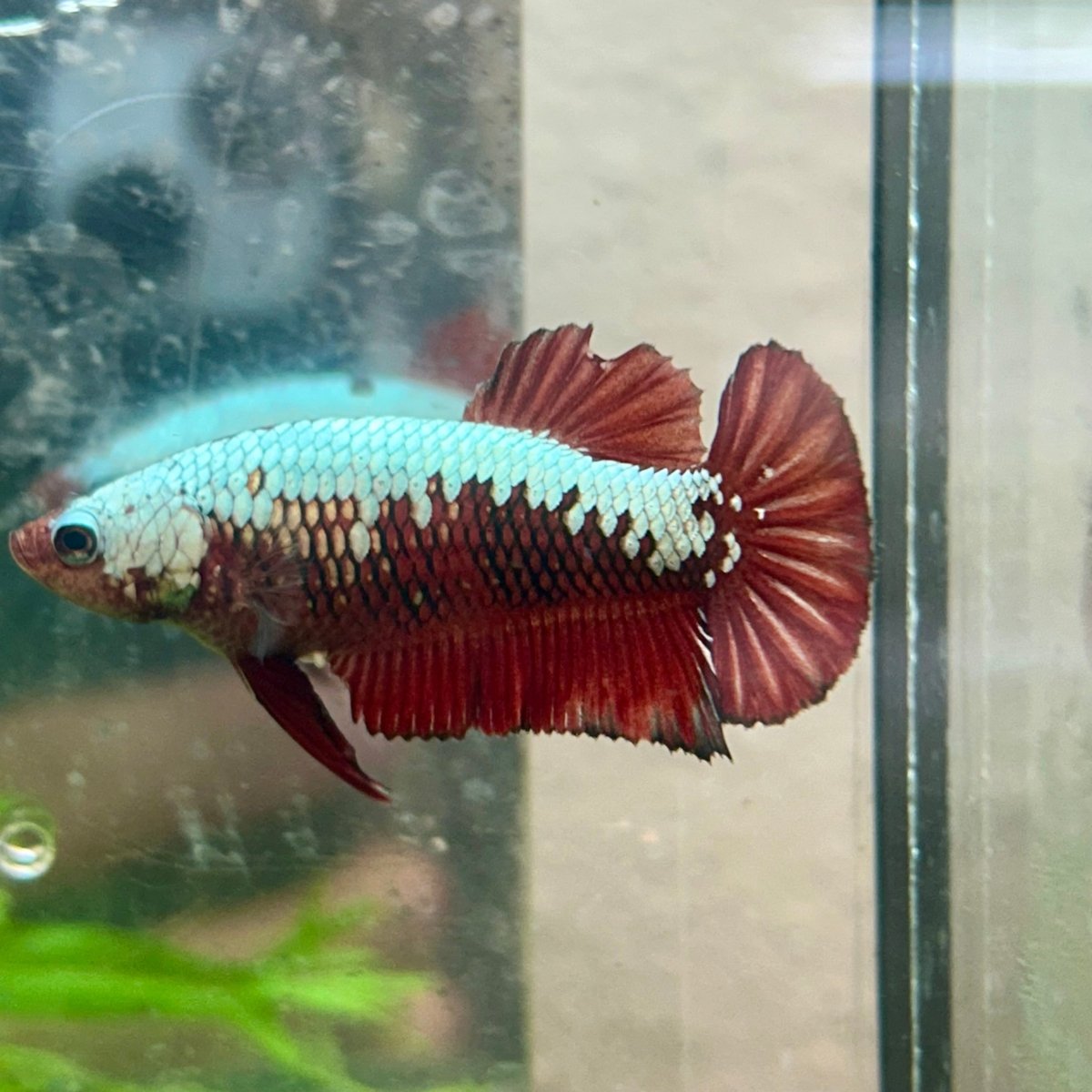 Betta Female Plakat Red Samurai 097