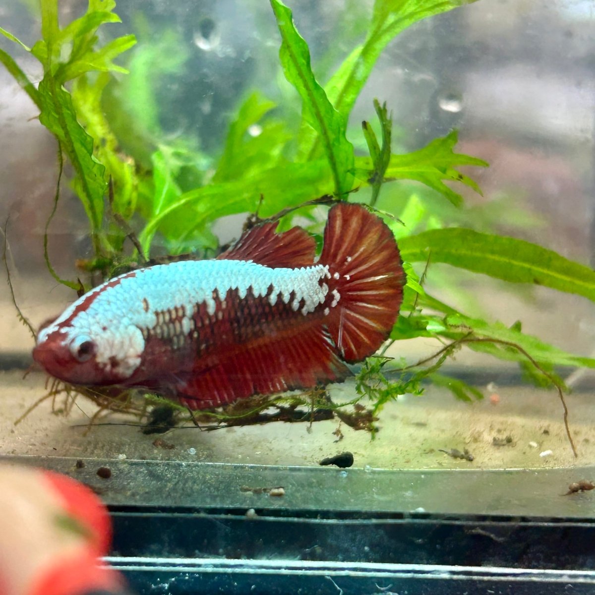 Betta Female Plakat Red Samurai 097