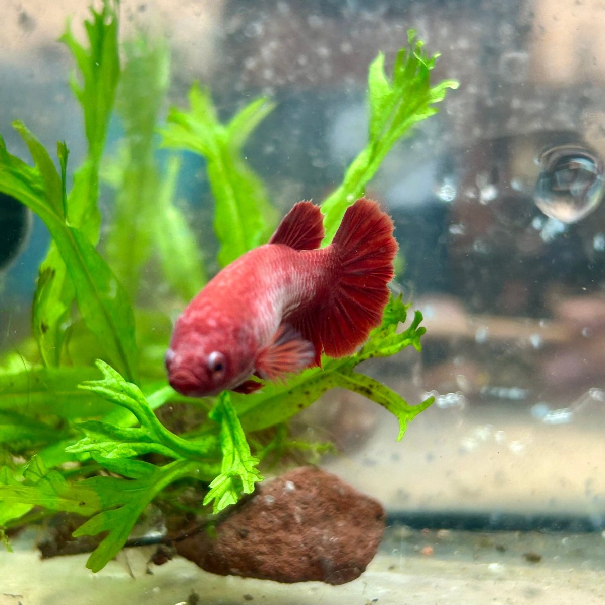 Betta Female Plakat Super Red 008