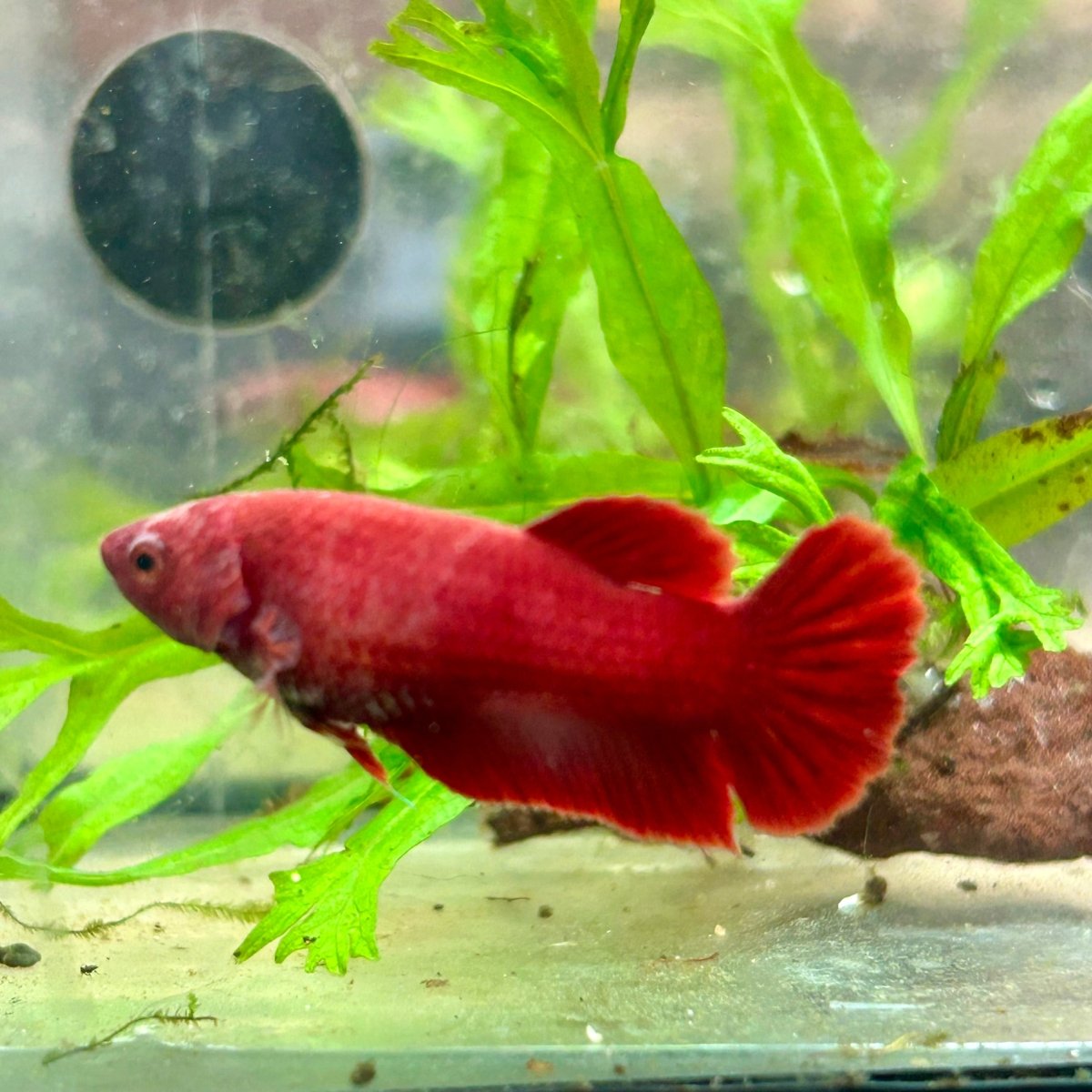 Betta Female Plakat Super Red 008