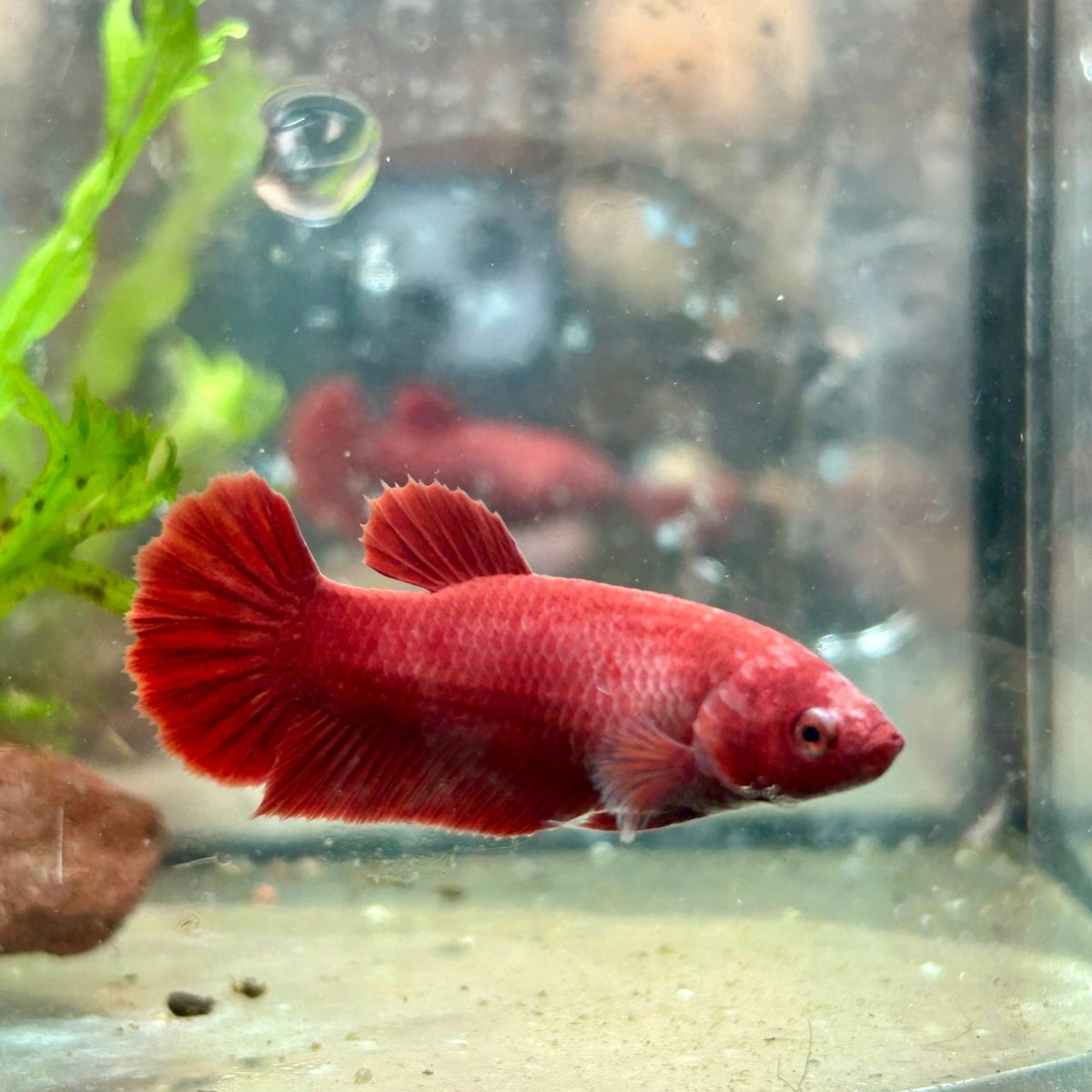 Betta Female Plakat Super Red 008