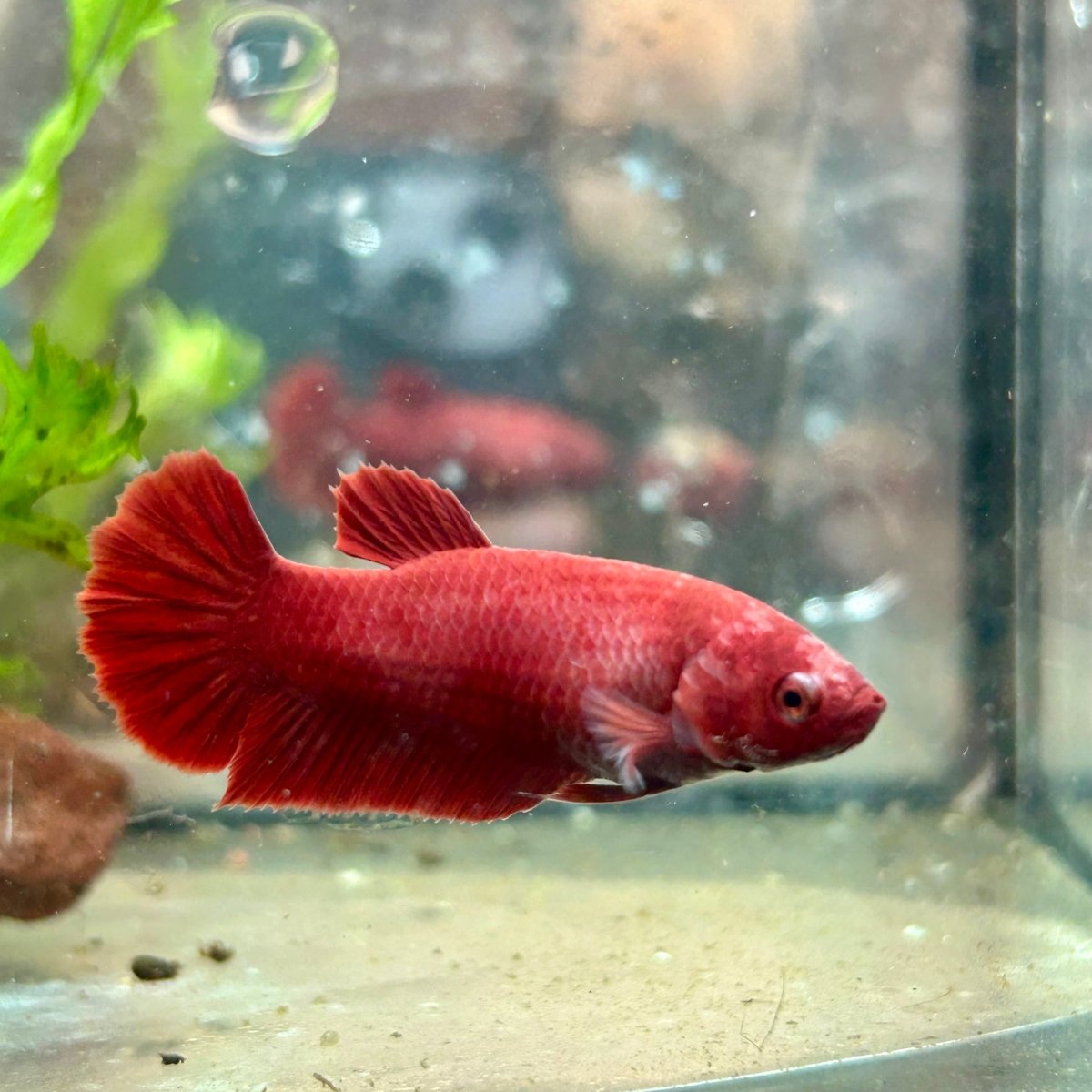 Betta Female Plakat Super Red 008