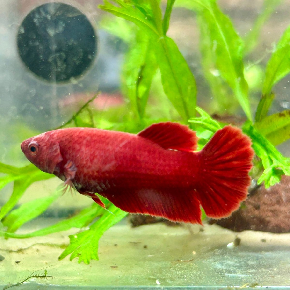 Betta Female Plakat Super Red 008