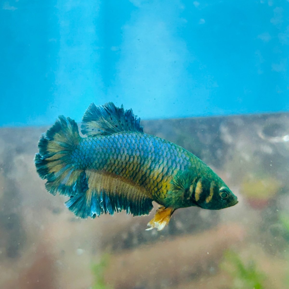 Betta Female Rosetail Blue Mustard Neon 082