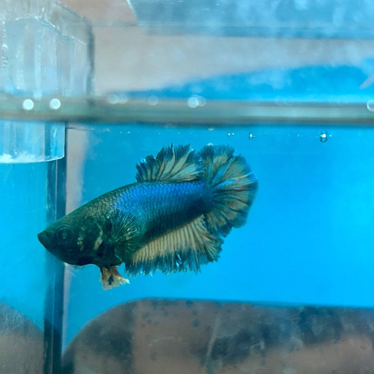 Betta Female Rosetail Plakat Royal Blue Mustard Neon 041