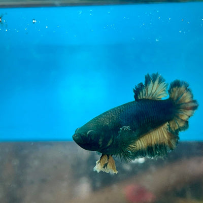 Betta Female Rosetail Plakat Royal Blue Mustard Neon 041