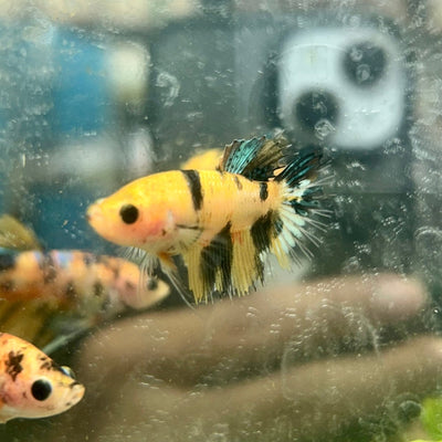 Betta Femalw Crowntail Koi Tiger 075