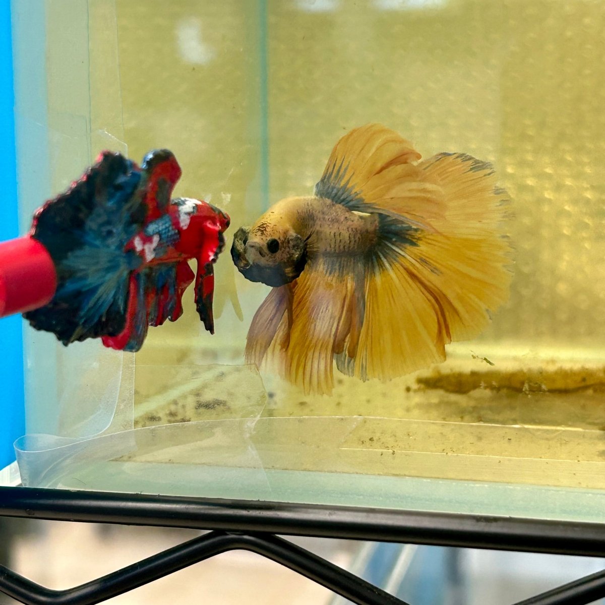 Betta flare stick
