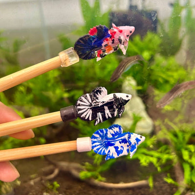 Betta flare stick