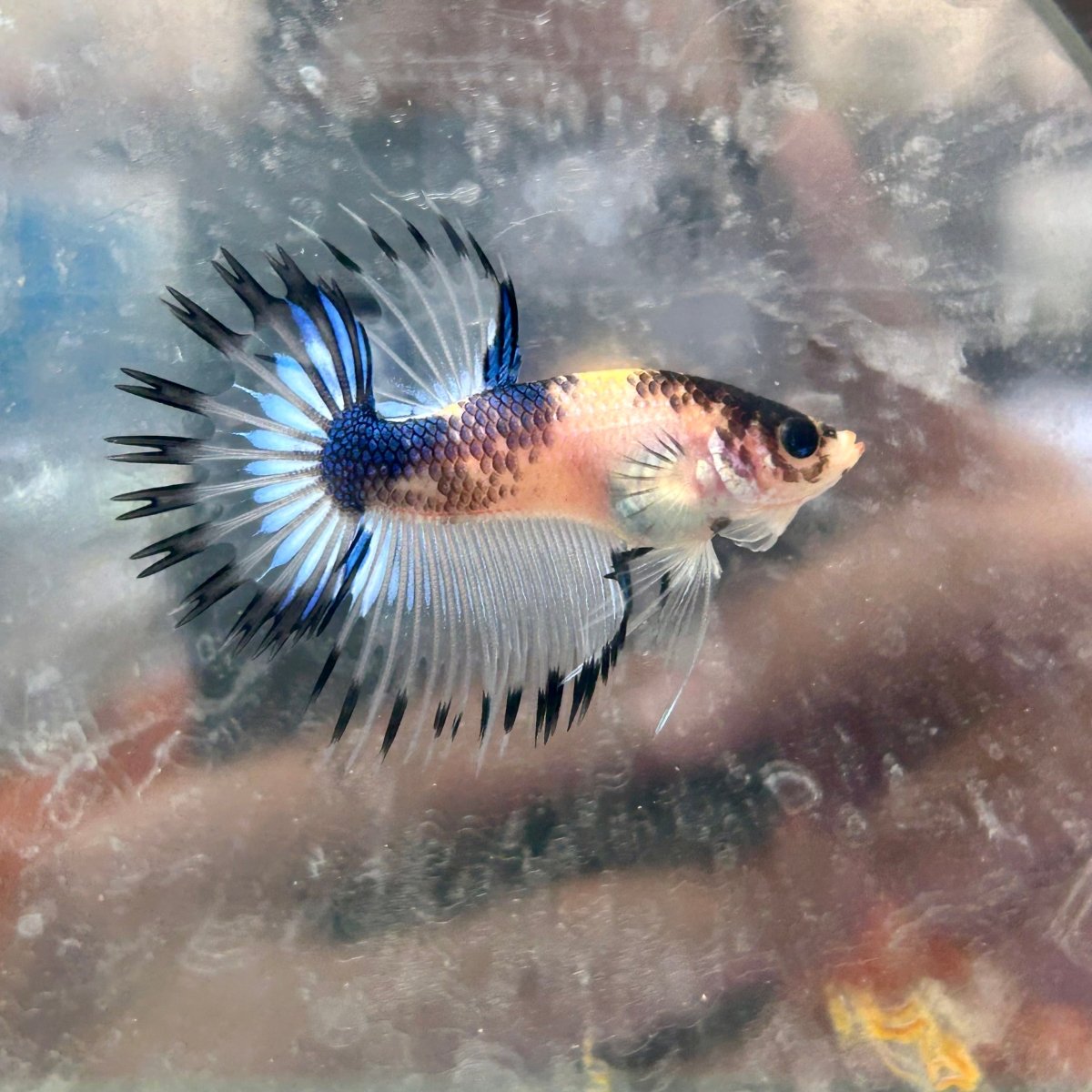Betta Male Crowntail AOC 089