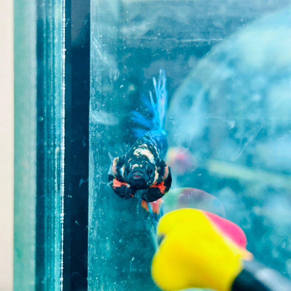 Betta Male Crowntail Blue Orange 181