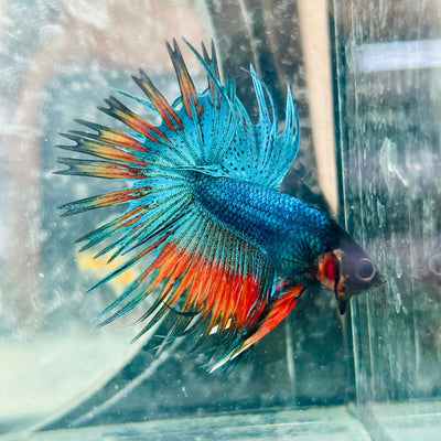 Betta Male Crowntail Blue Orange Mascot 181