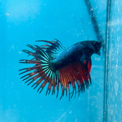 Betta Male Crowntail Blue Orange Mascot A88