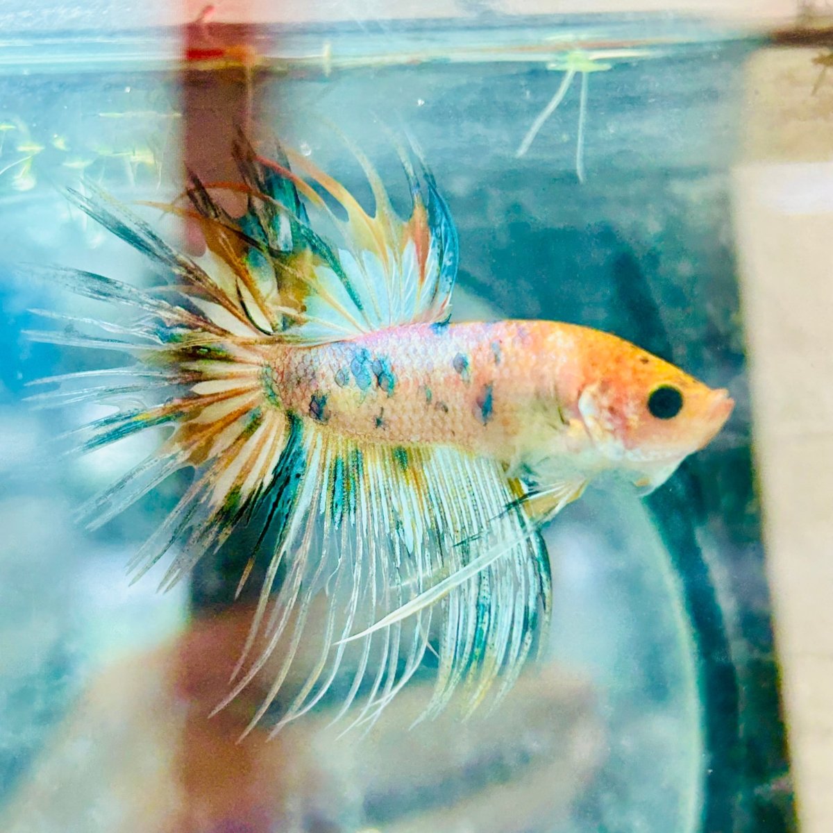 Betta Male Crowntail Blue Orange N90