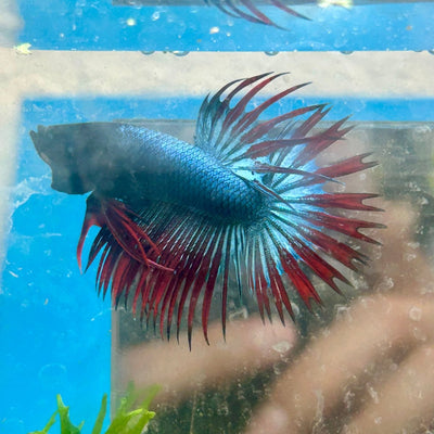 Betta Male Crowntail Blue Red Mascot A88