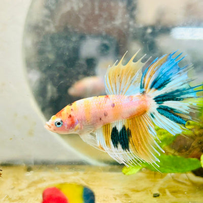Betta Male Crowntail Metallic Koi 150