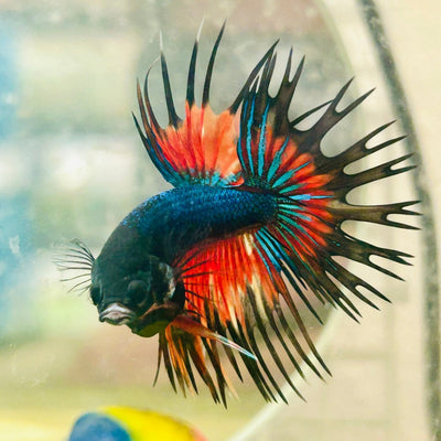 Betta Male Crowntail Nemo Koi 168