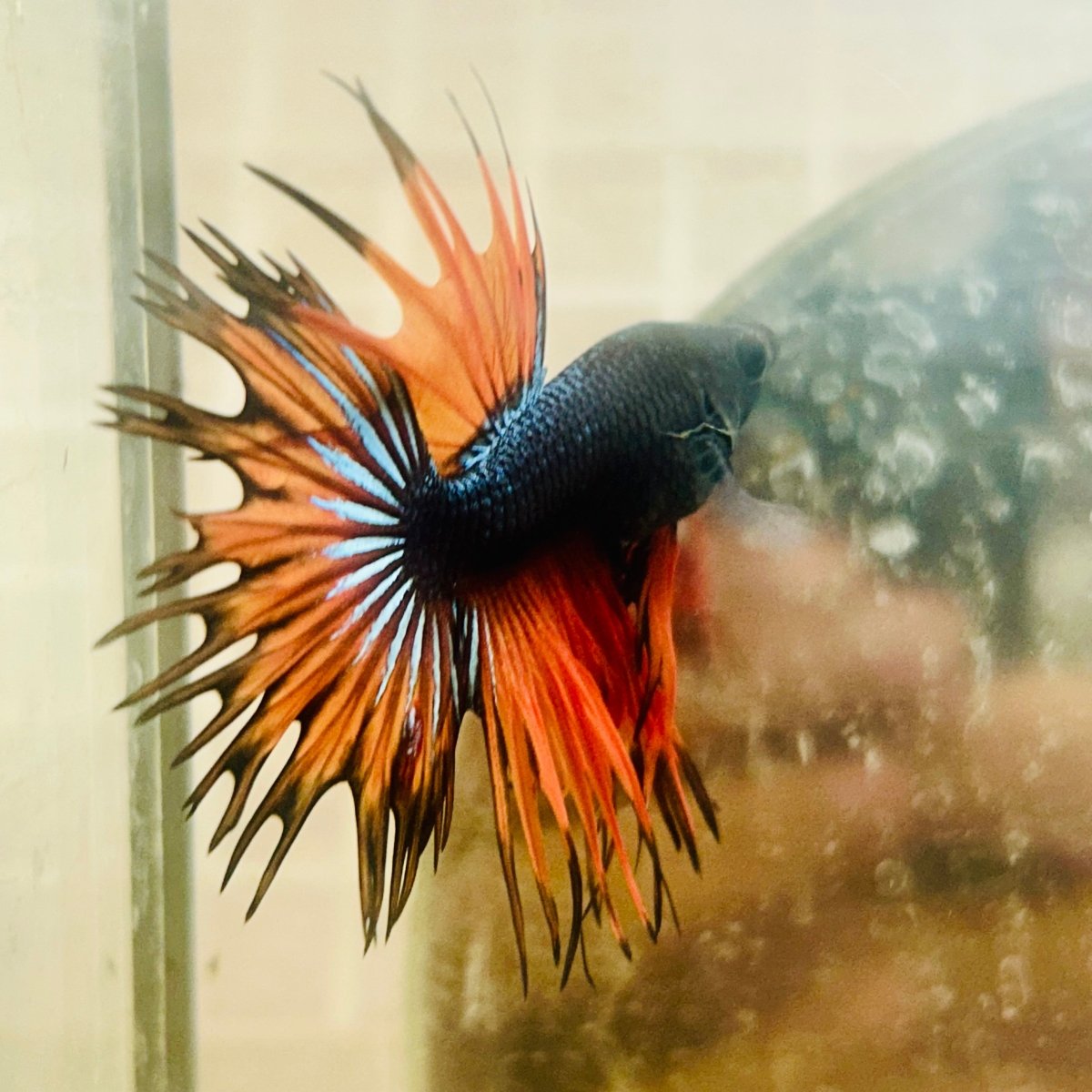 Betta Male Crowntail Orange Black 029