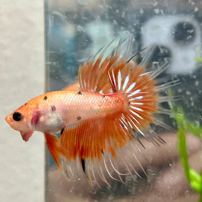 Betta Male Crowntail Orange Koi 030