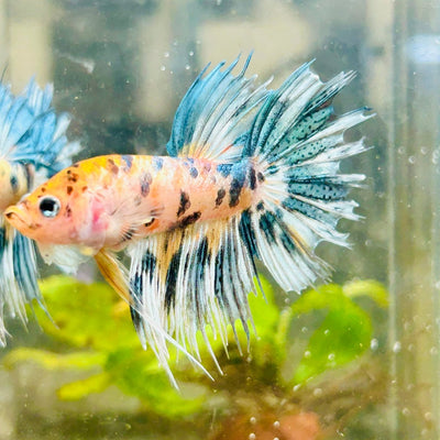 Betta Male Crowntail Orange Koi 055 Male betta