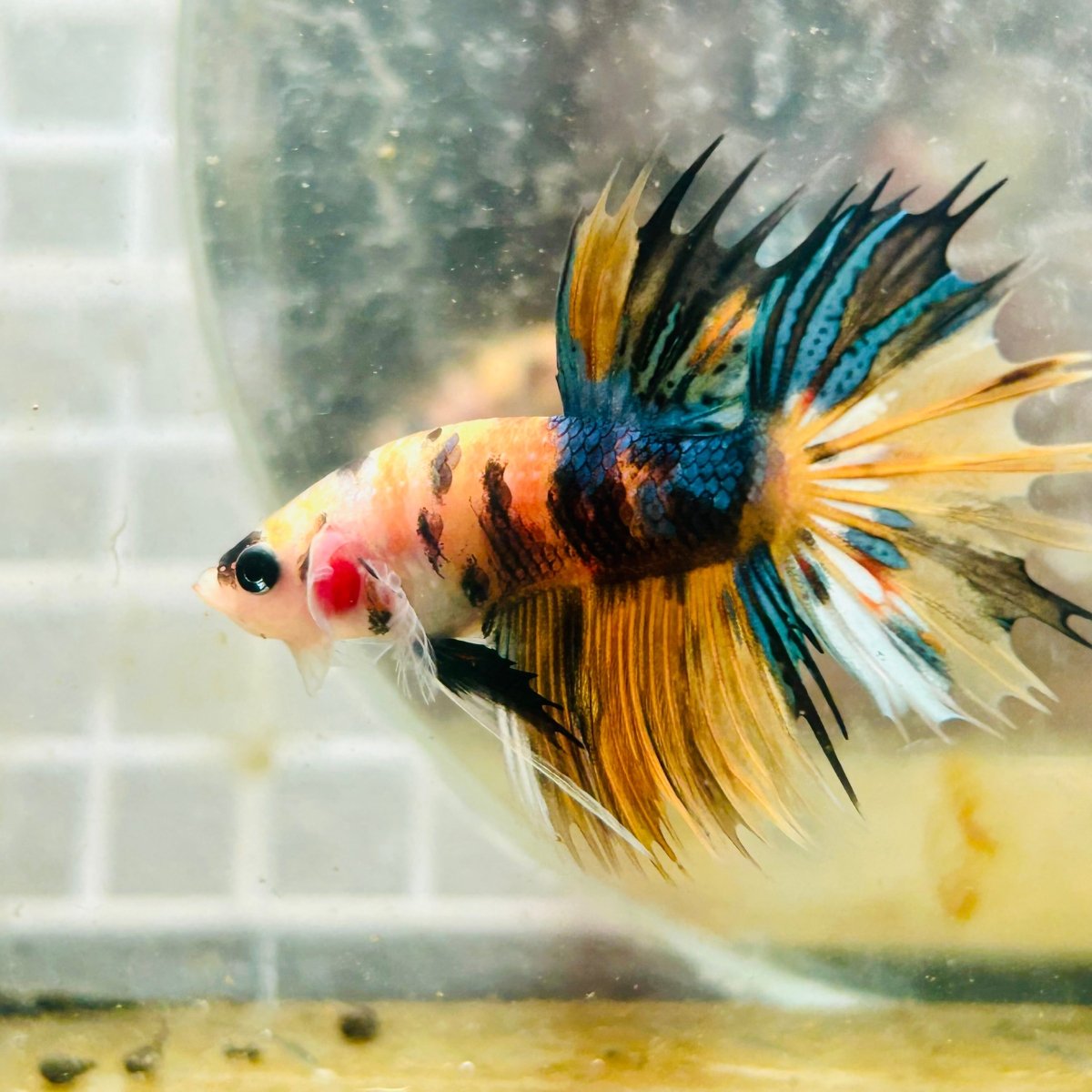 Betta Male Crowntail Orange Koi 083