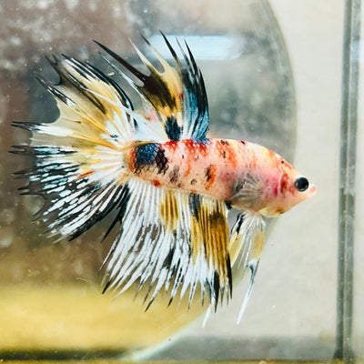 Betta Male Crowntail Orange Koi 112 Male betta