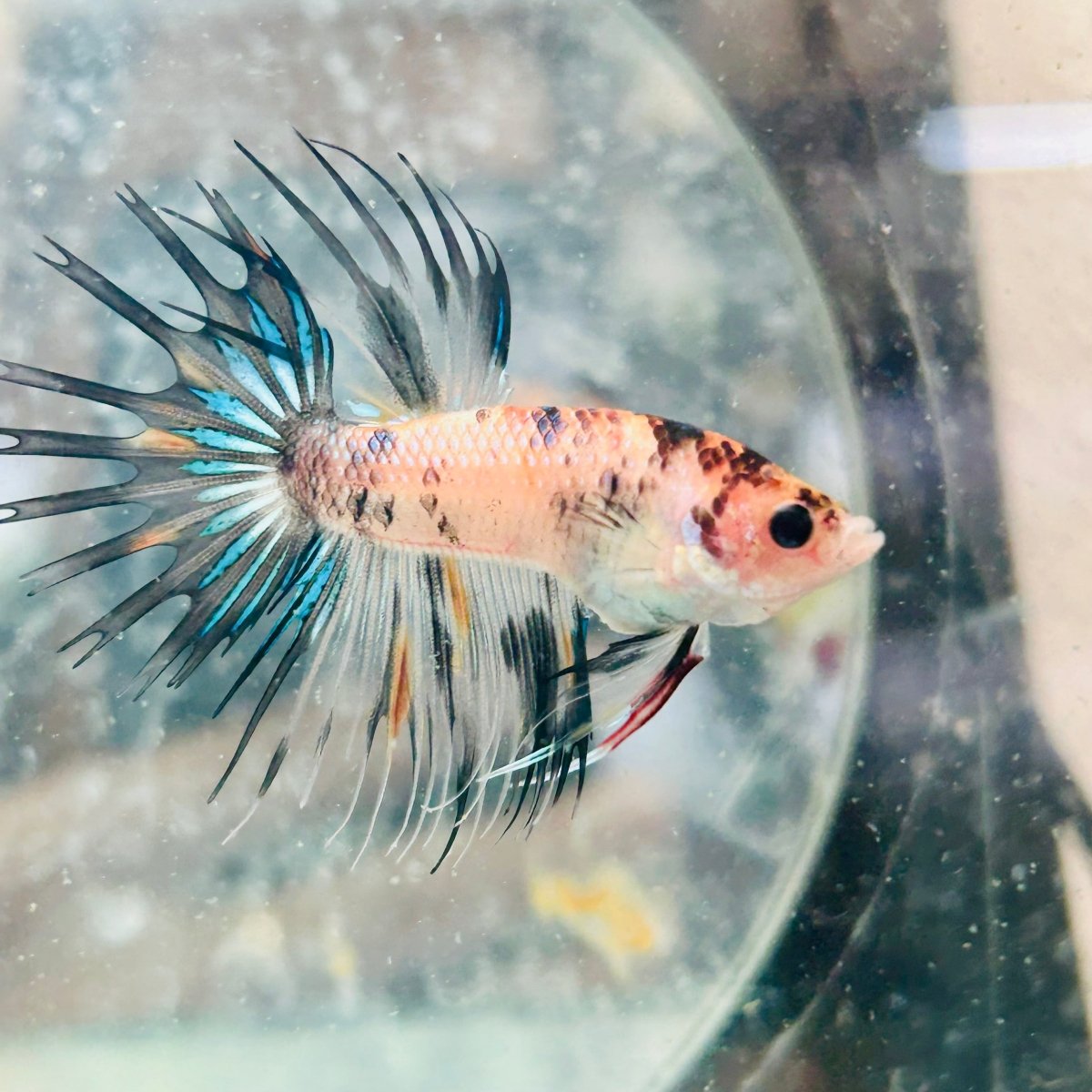 Betta Male Crowntail Orange Koi 135