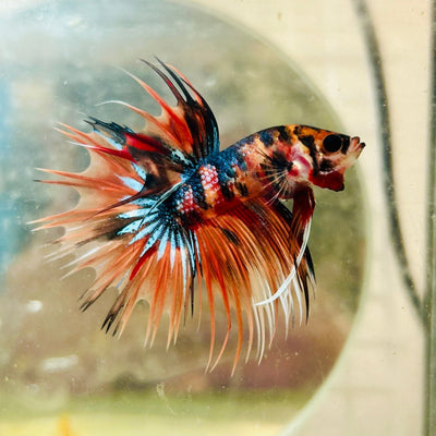 Betta Male Crowntail Orange Tiger 085