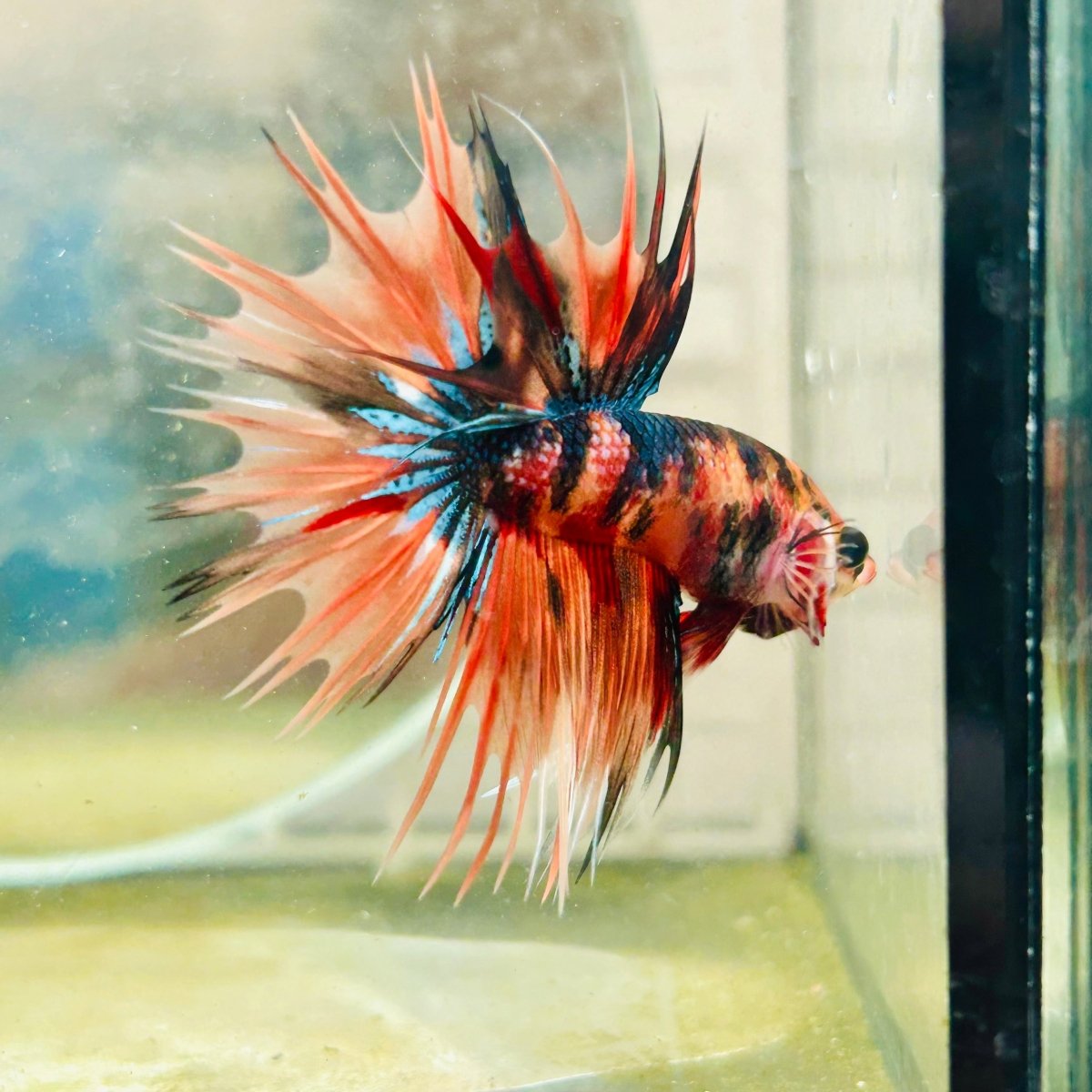 Betta Male Crowntail Orange Tiger 085