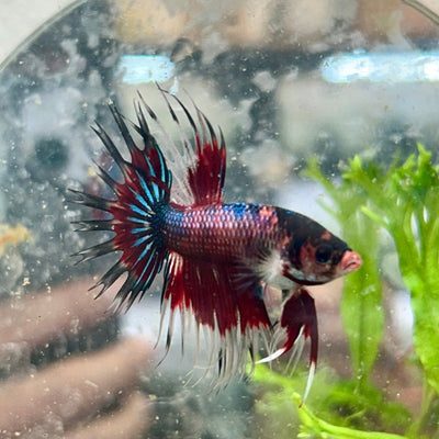 Betta Male Crowntail Red Koi 081