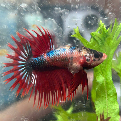 Betta Male Crowntail Red Koi 112
