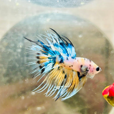 Betta Male Crowntail Yellow Koi 181