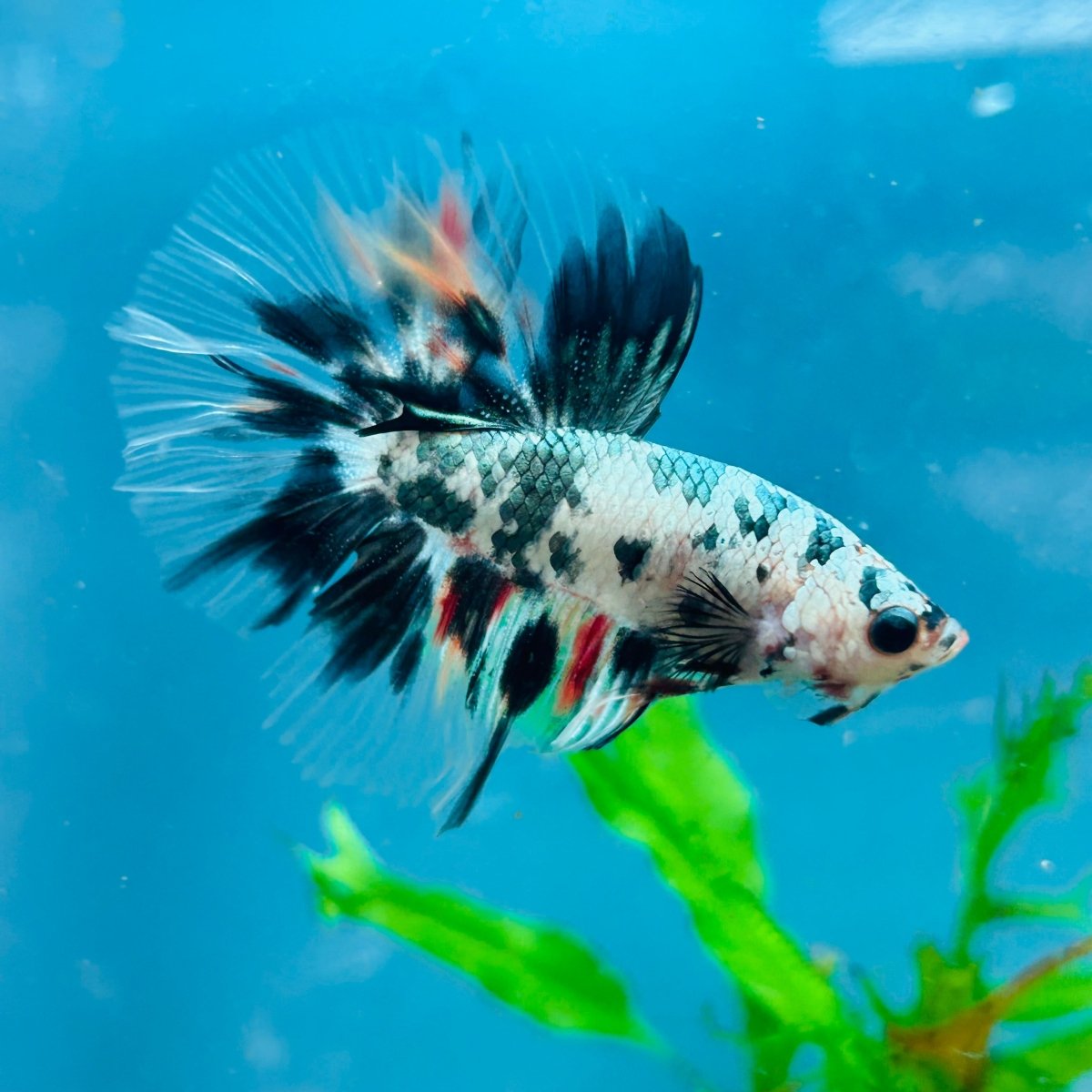 Betta Male Halfmoon Copper Koi A17