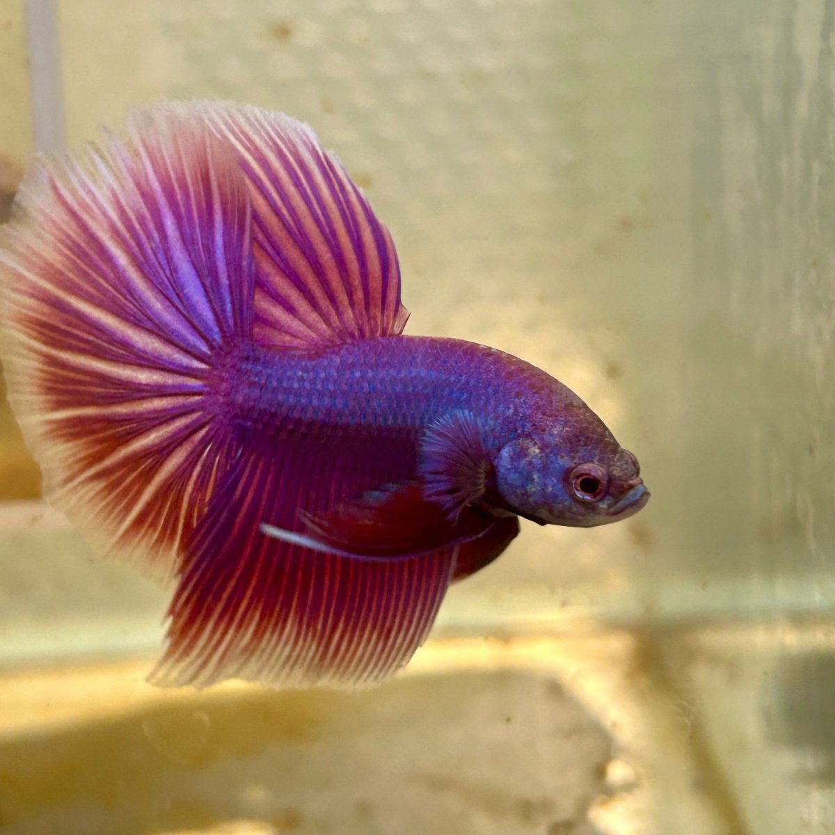 Betta Male Halfmoon Purple Pink 065