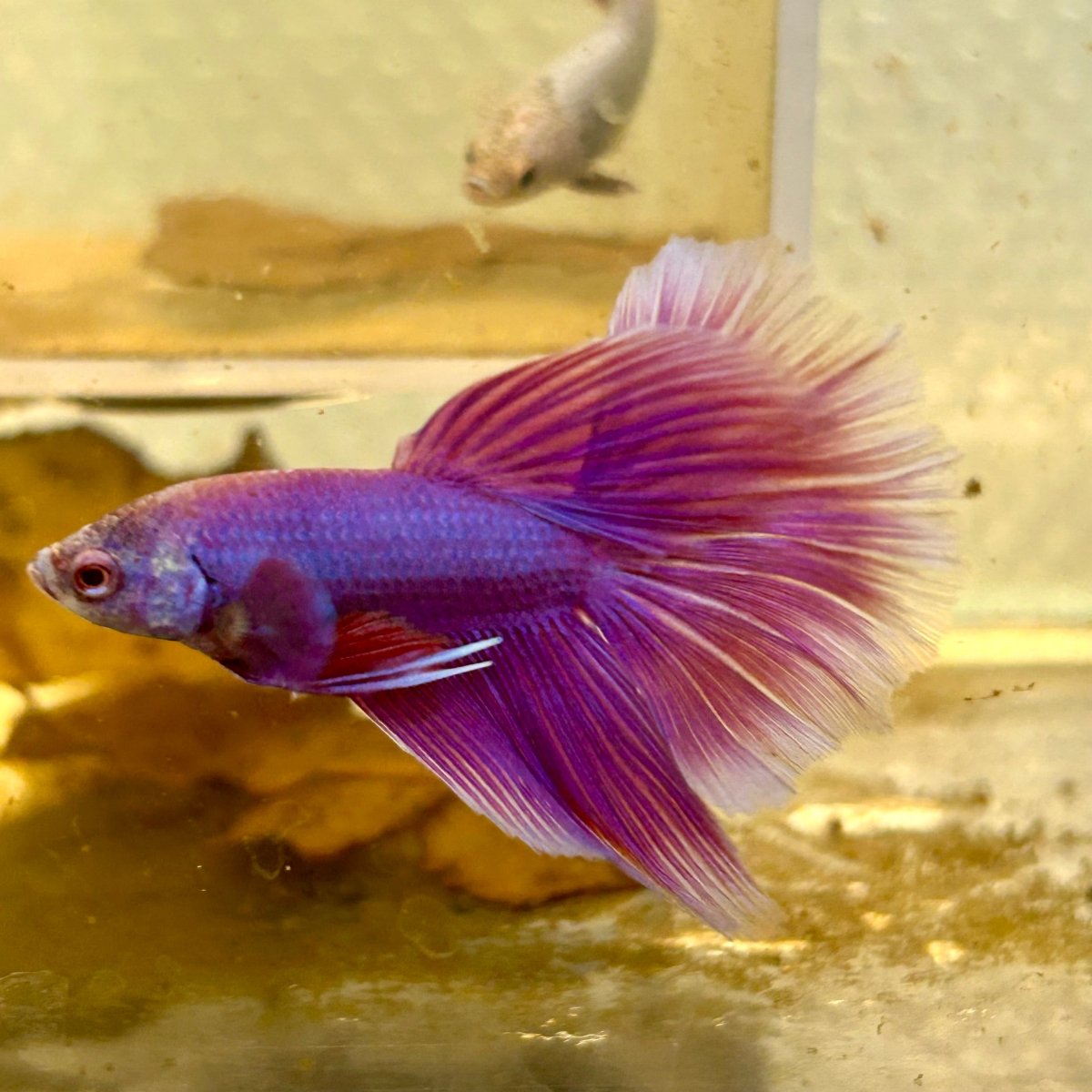 Betta Male Halfmoon Purple Pink 065