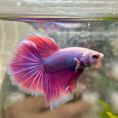 Betta Male Halfmoon Purple Pink 067